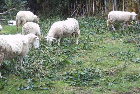 Sheep eating young bamboo
            leaves