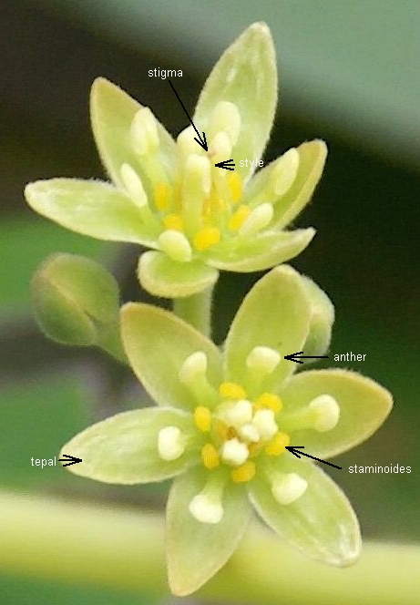 Avocado flower floral parts