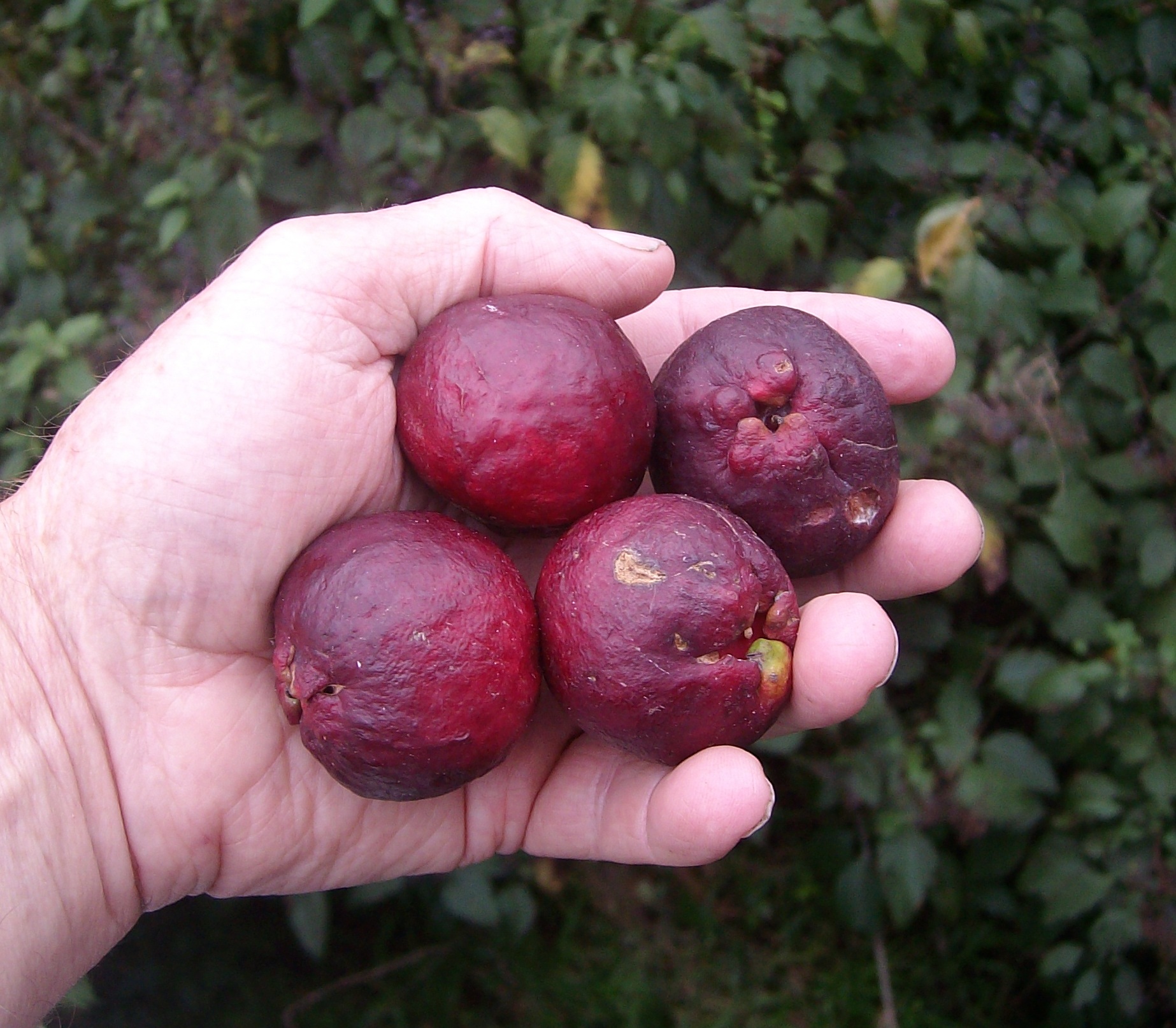 Red Guava species ex DSIR