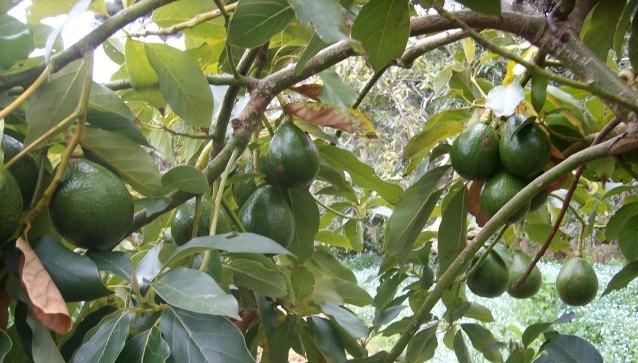 Hellen fruit
              on the tree in october