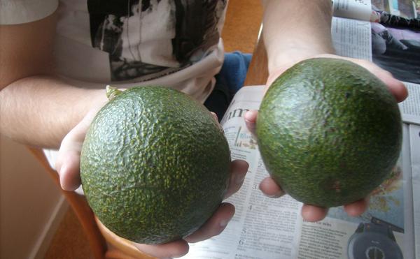 large Reed
              avocado fruit