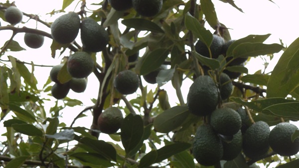 Hass new season avocado crop june 2013