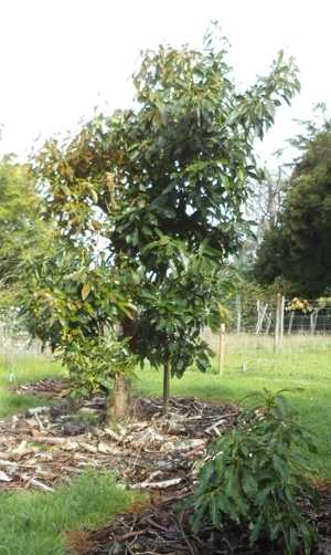 Hass avocado
              tree pruned to a central leader - before