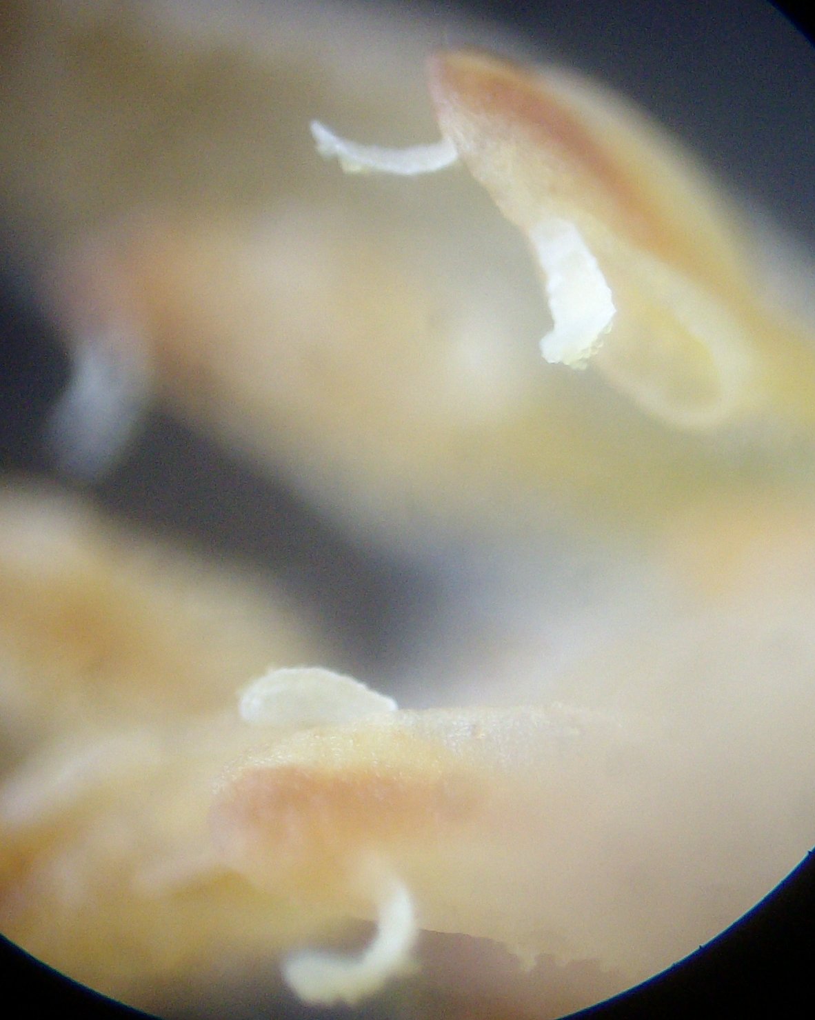 avocado flower, valves open, pollen
              shedding