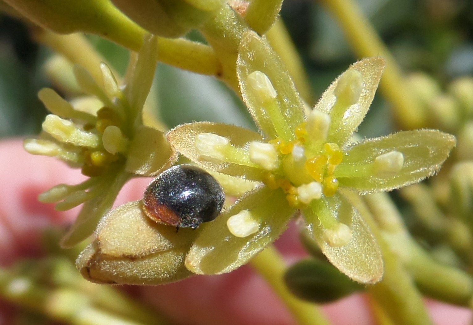 unknown insect in avocado flower