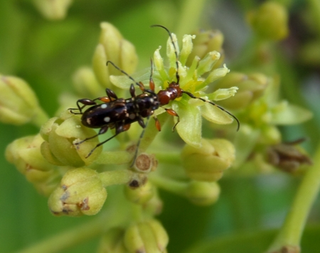 Zorion
                  beetle on avocado flower