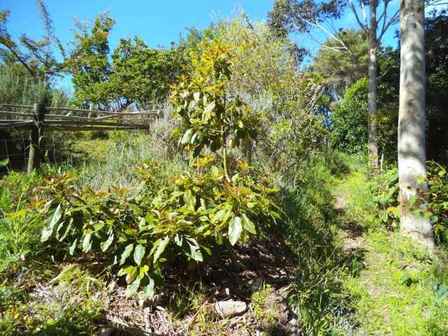 young avocado tree in the shade of eucalyptus