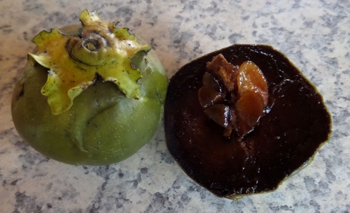 Black sapote at Helensville
