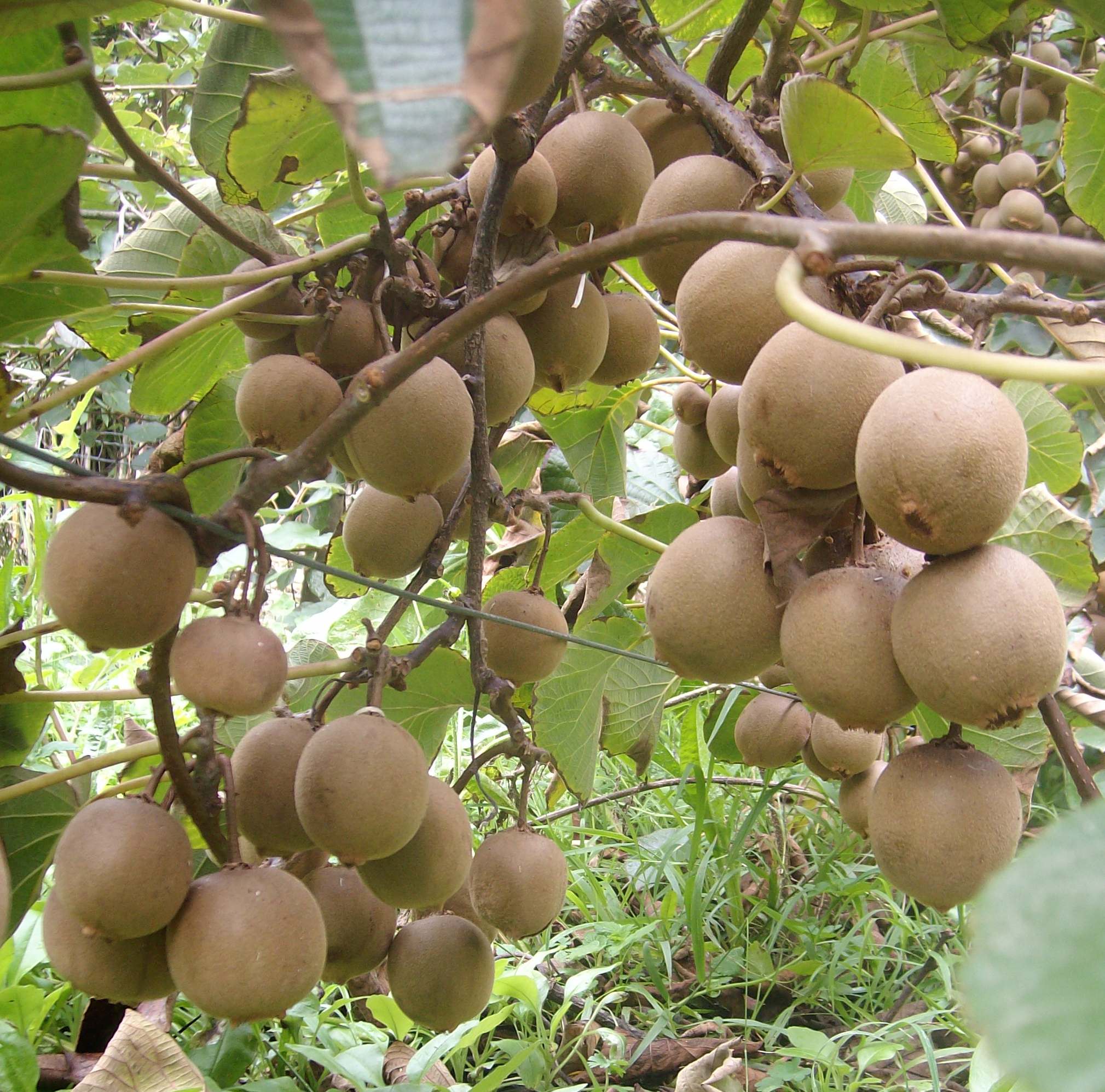 Yellow kiwifruit cultivar Sally