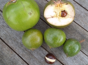 Lucuma Fruit