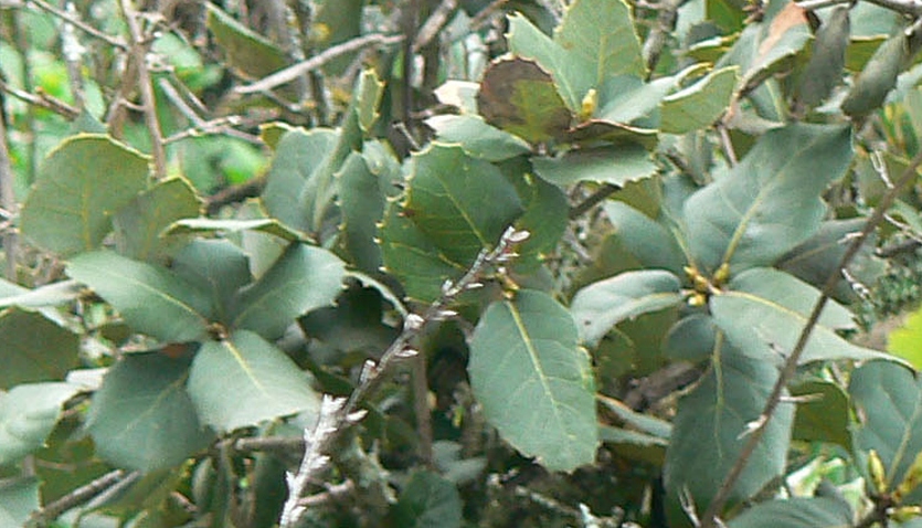 Quercus rotundifolia, Morroco, Fouad Msanda