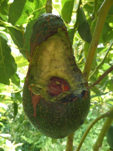 Avocado Pinkerton possum
            eaten