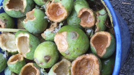 feijoa fruit damaged by
            possums
