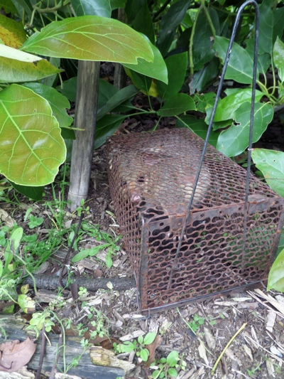 possum in a rat trap