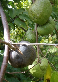 Cherimoya diseased fruit
