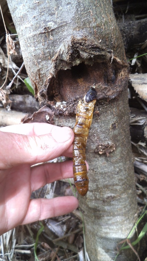 Puriri moth larva in Holm Oak Quercus ilex bellota