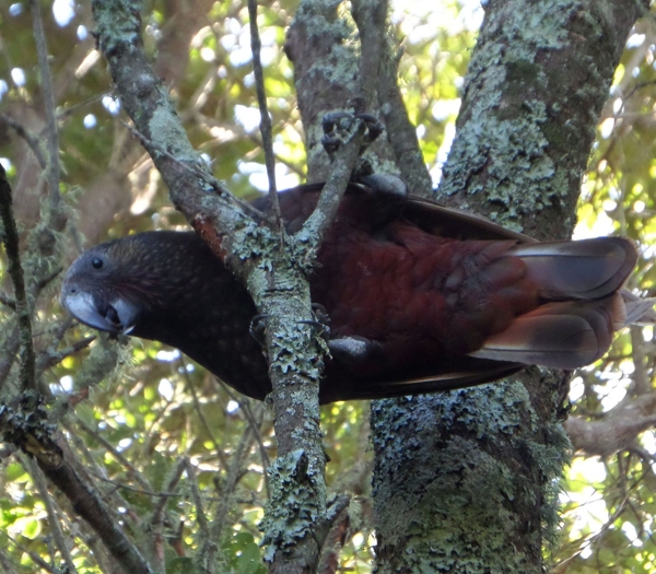 Kaka Nestor meridionalis in
            Pohutakawa tree