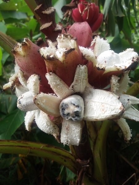 Musa velutina fruit