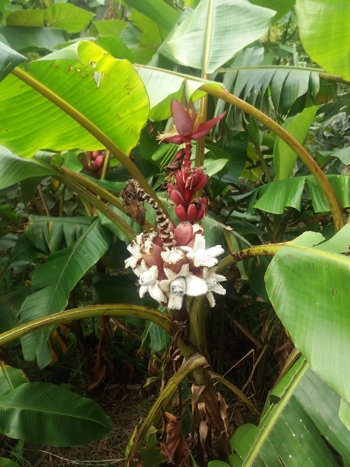 Musa velutina plant