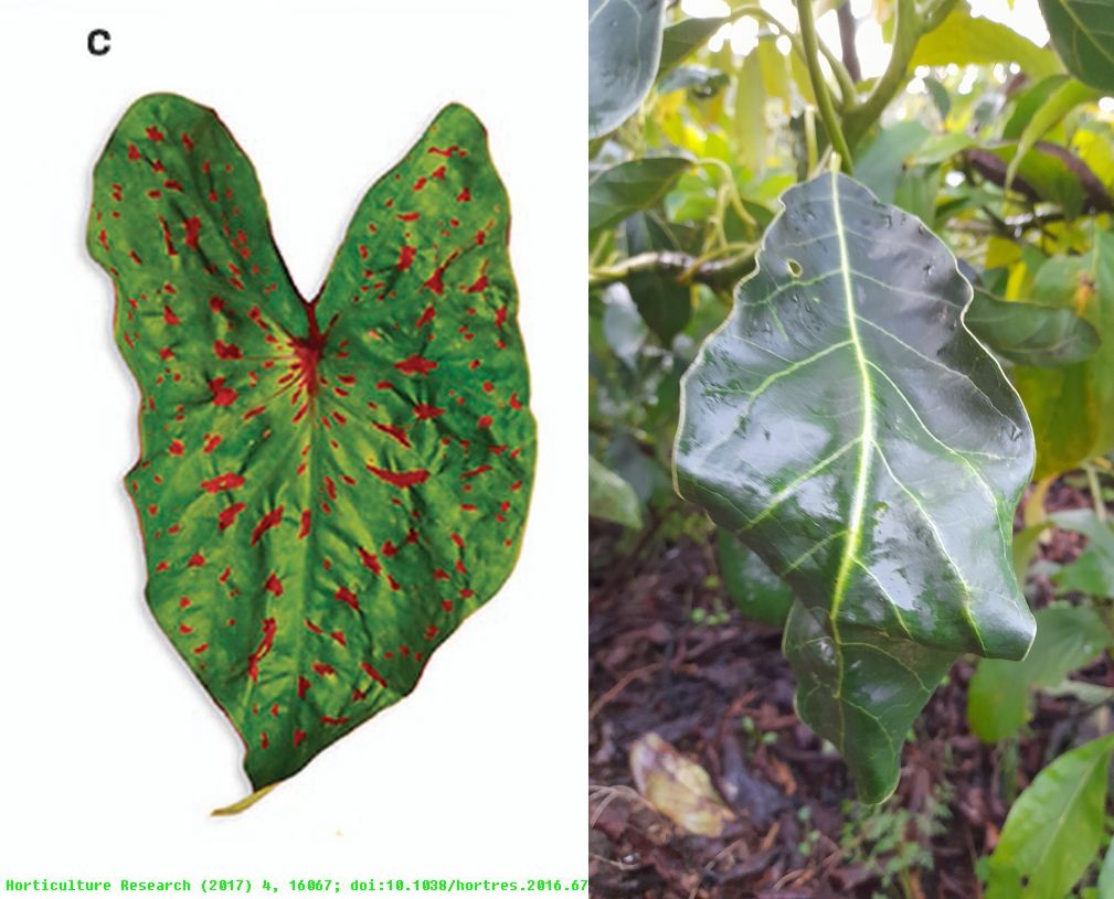 rugose
mutation caladium and avocado leaves
