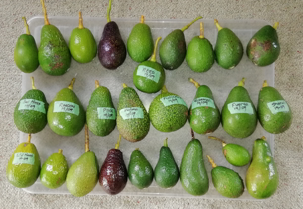 mid spring avo
        seedling fruit compared