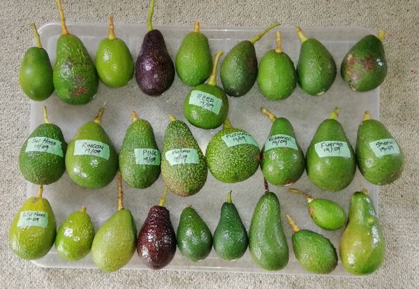 mid spring avo
        seedling fruit compared