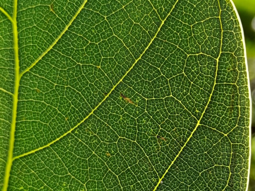 normal
        parent avocado leaf
