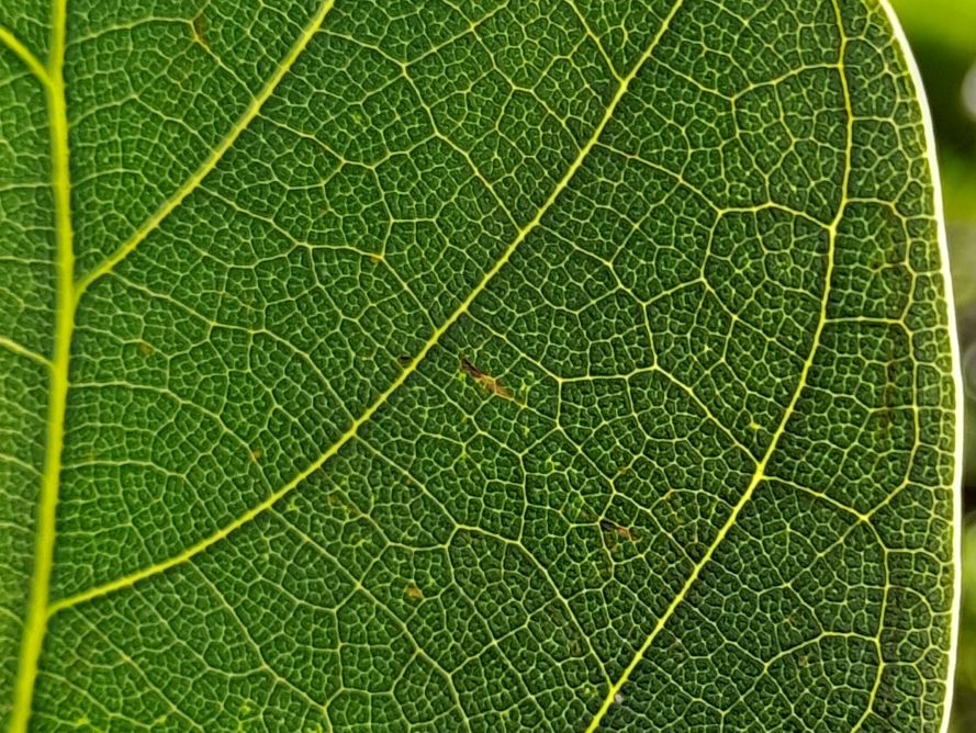 normal
        parent avocado leaf