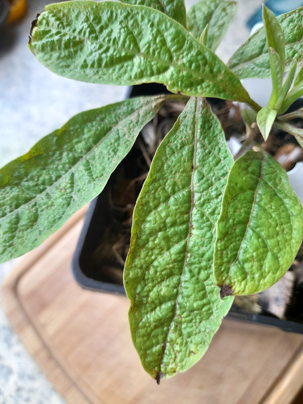 Bullate
        leaf mutation in an avocado seedling