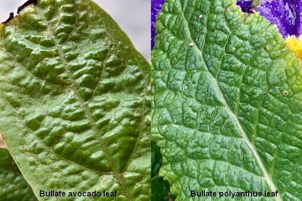 Bullate avocado and
        polyanthus leaf