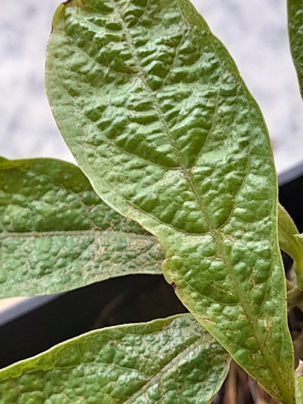 Avocado bullate leaf