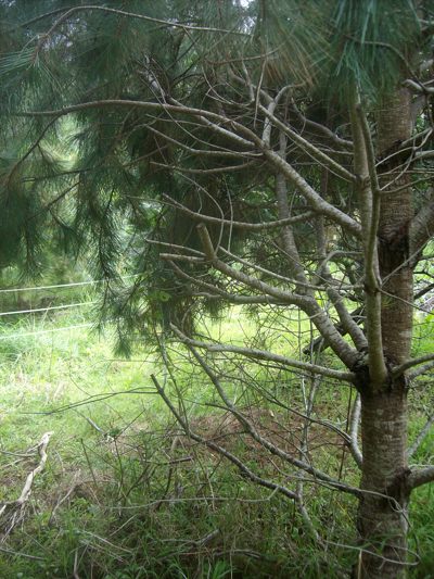 Pinus
              maximartinezii trimmed branches