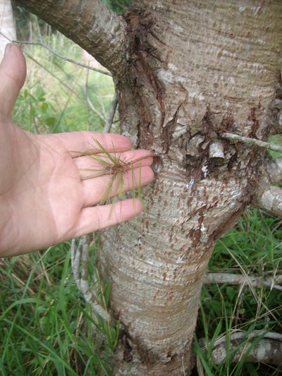 Pinus
              maximartinezii trunk shoot