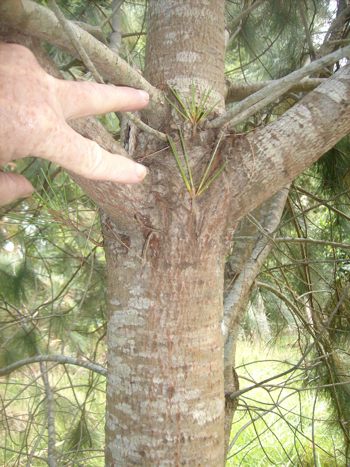 Pinus
              maximartinezii epicormic bud shoots