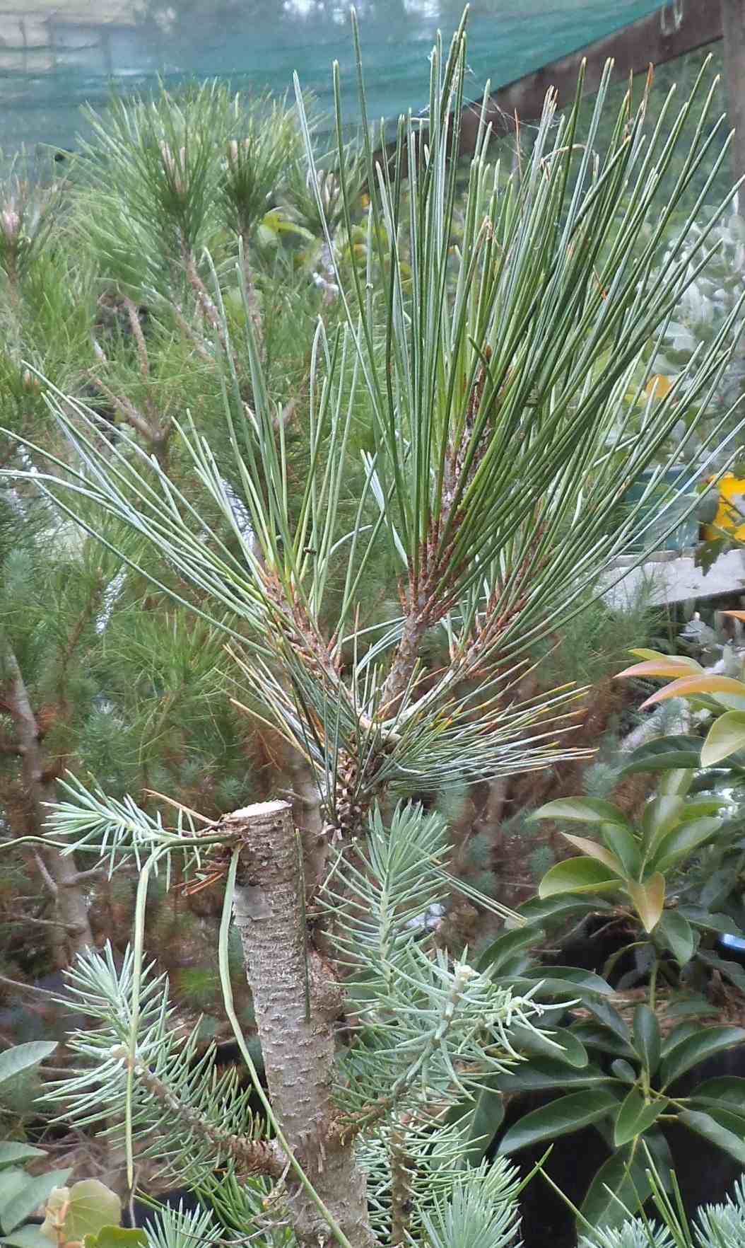 Pinus maximartinezzi grafted to Pinus pinea, 1
                year