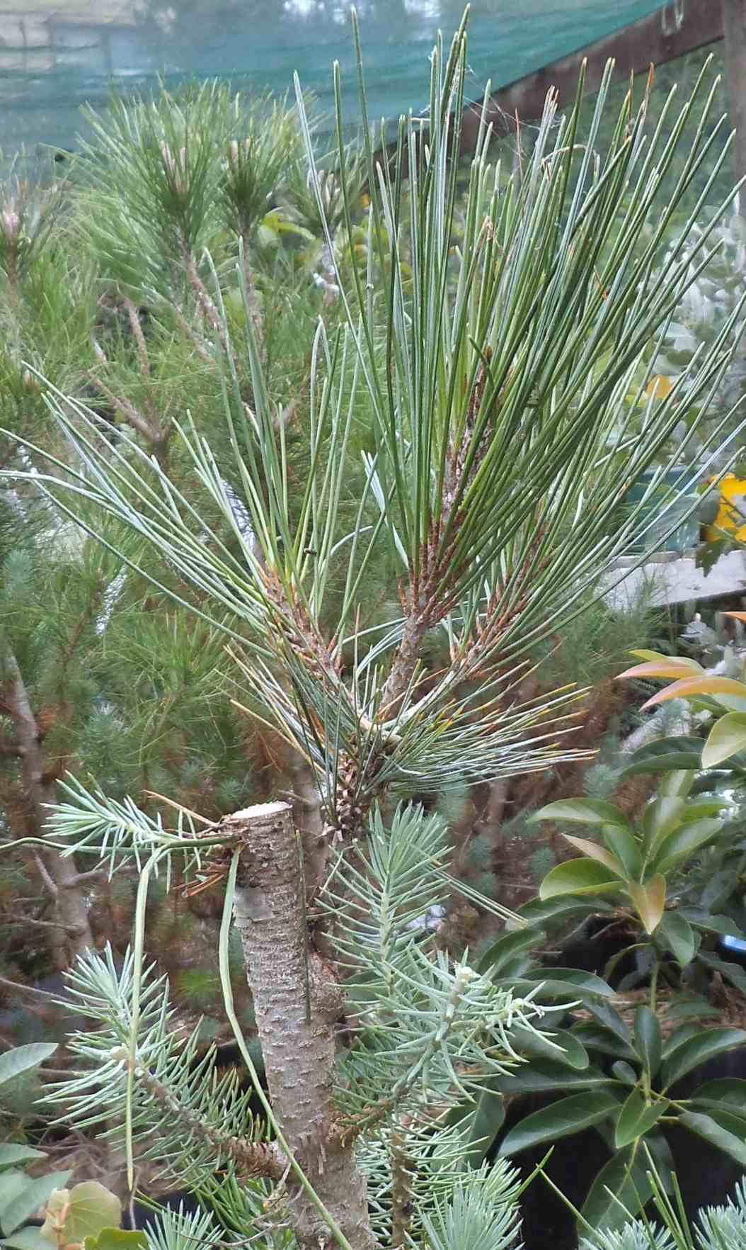 Pinus maximartinezzi grafted to Pinus pinea, 1
                year