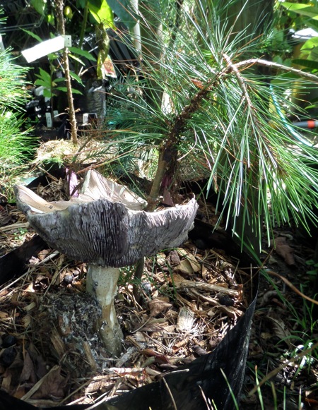 Pinus maximartinezii grafted to Pinus armandii
                stock - Burgundy mushroom