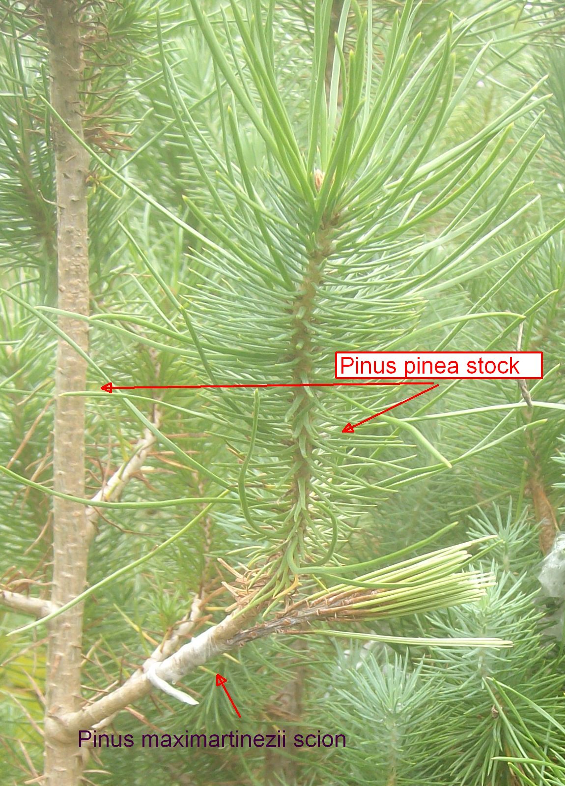 Pinus
              maximartinezii graft to Pinus pinea stock