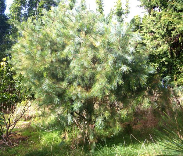 cutting
              grown young Pinus maximartinezii tree