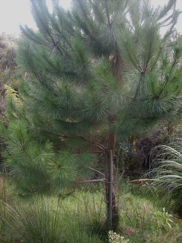Young Pinus

              pinea tree
