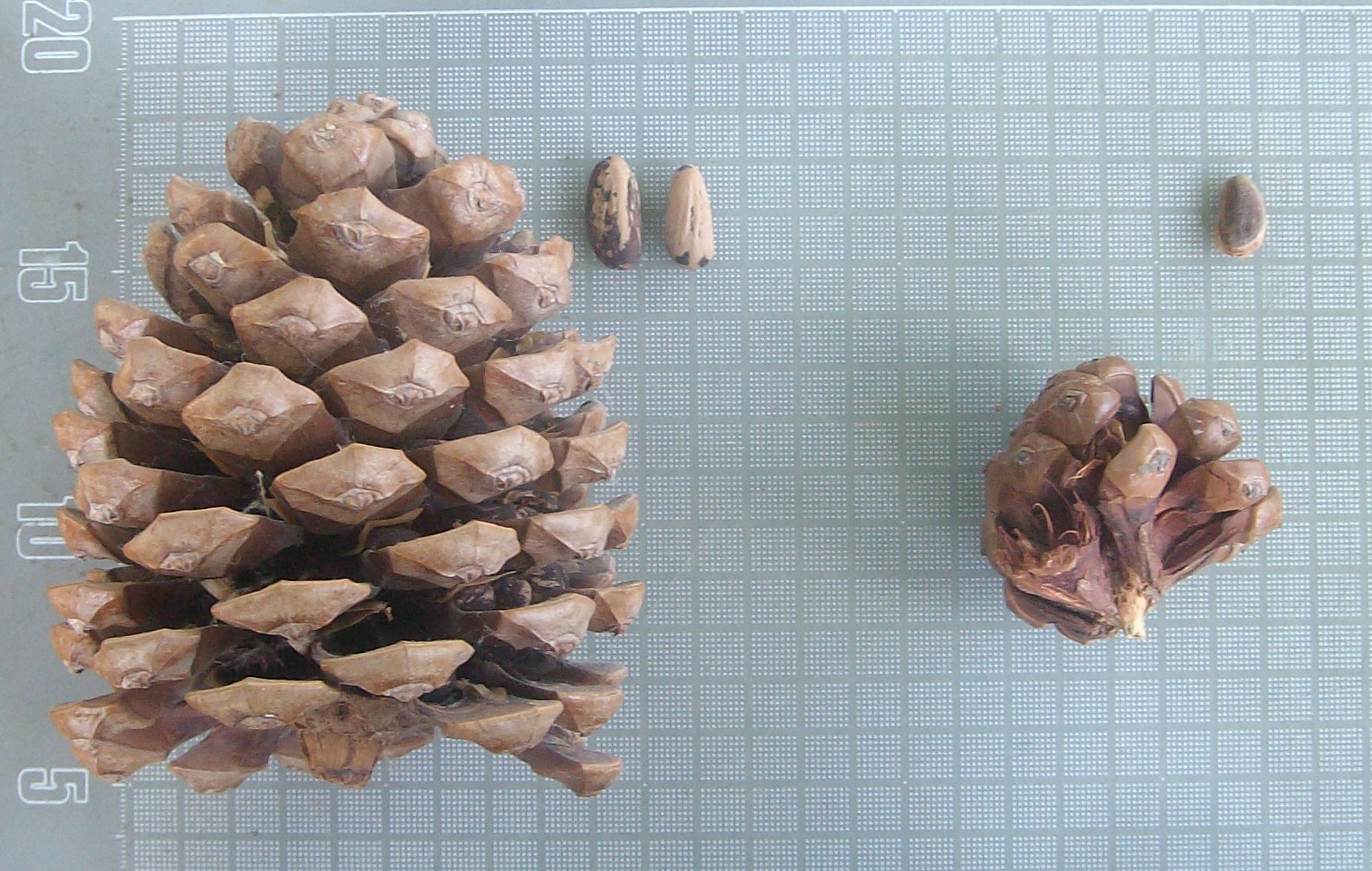 Pinus pinea

            cone and pinenuts (L), unknown Eurasian species cone and

            pinenuts (R)