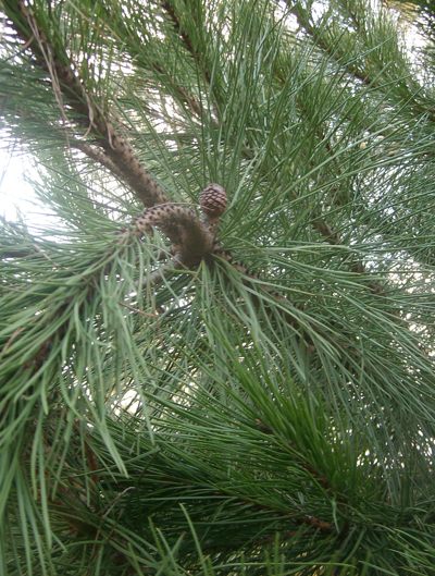 Pinus pinea (umbrella pine, stone pine) first year

              conelet
