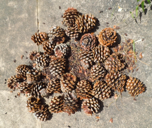 Pinis pinea ripe cones and seeds