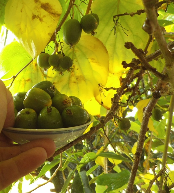 Actinidia arguta fruit