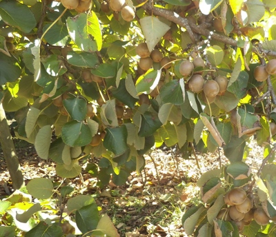 Actinidia chinensis Sally overbearing in the drought