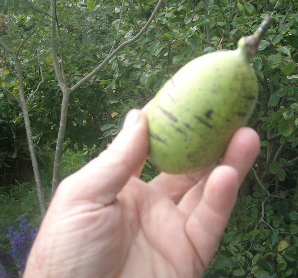 Asimina triloba, 'Pawpaw' or 'Asimoya' fruit