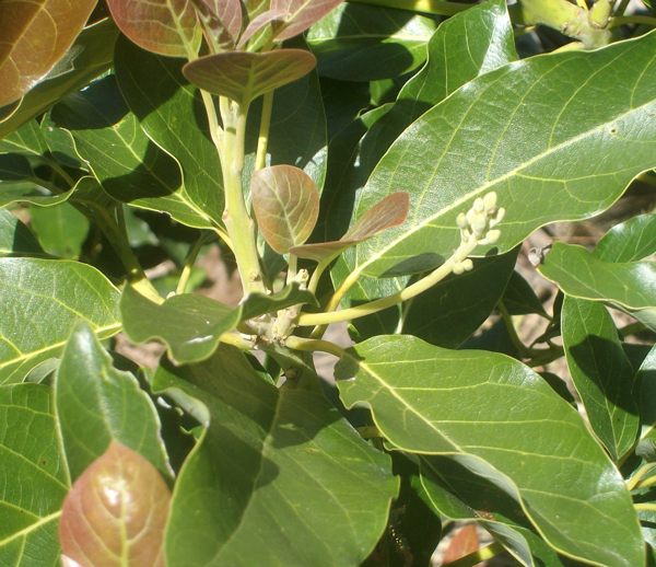 Gwen avocado off season flower panicle