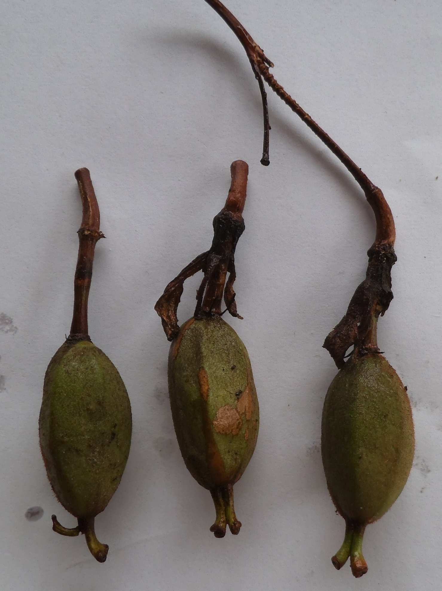 Passiflora lindeniana
      fruit