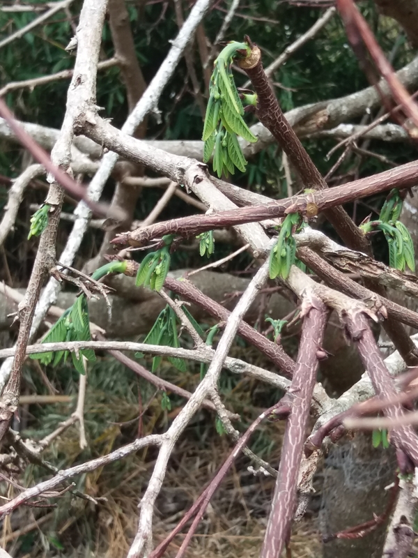 Passiflora lindeniana leaf buds sprouting in early autumn