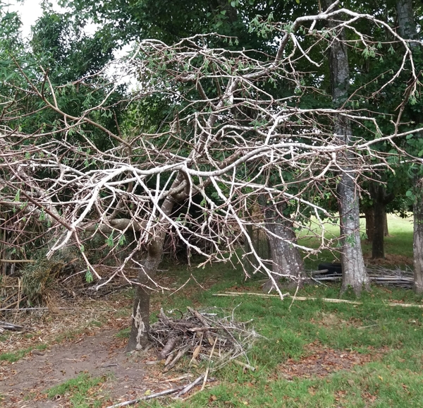 Passiflora lindenia tree early autumn exit from dormancy